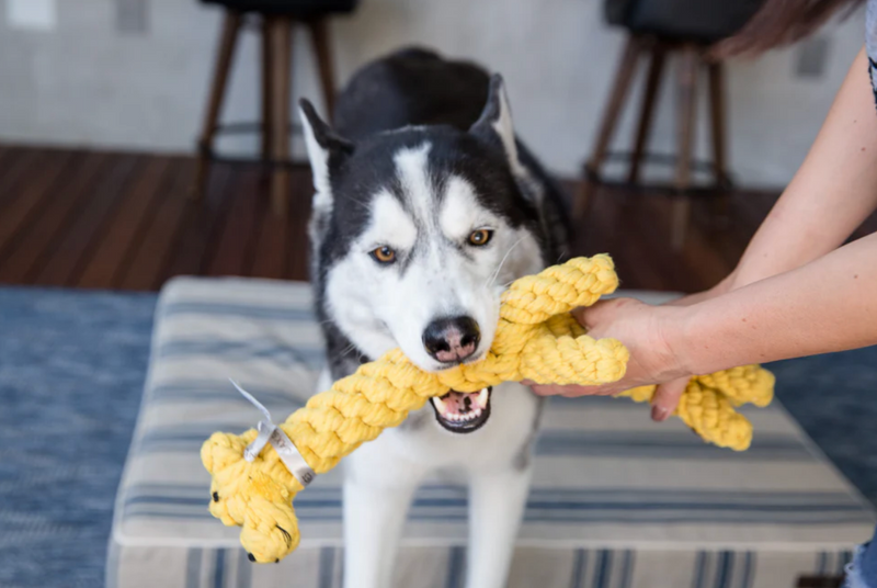 Load image into Gallery viewer, Jax & Bones Jerry Giraffe - Discover Dogs