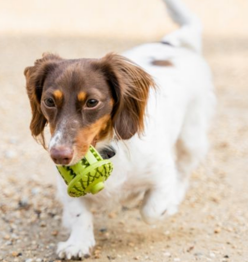 Load image into Gallery viewer, Tall Tails Natural Rubber Acorn Interactive Toy 3"