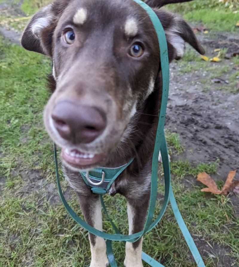 Load image into Gallery viewer, Woof & Stuff Waterproof Hands Free Urban Leash