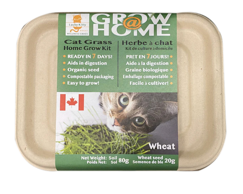 Load image into Gallery viewer, Lucky Kitty Cat Grass
