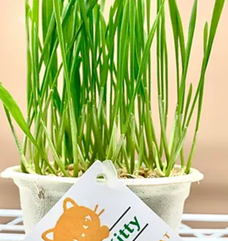 Load image into Gallery viewer, Lucky Kitty Cat Grass