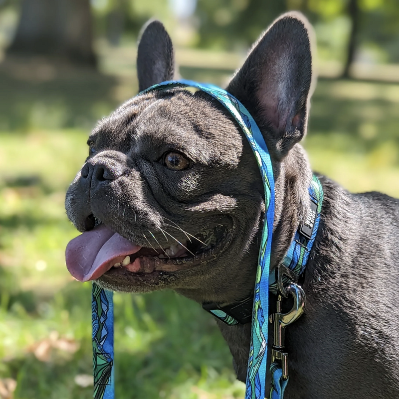 Load image into Gallery viewer, Woof & Stuff West Coast Waterproof Collar