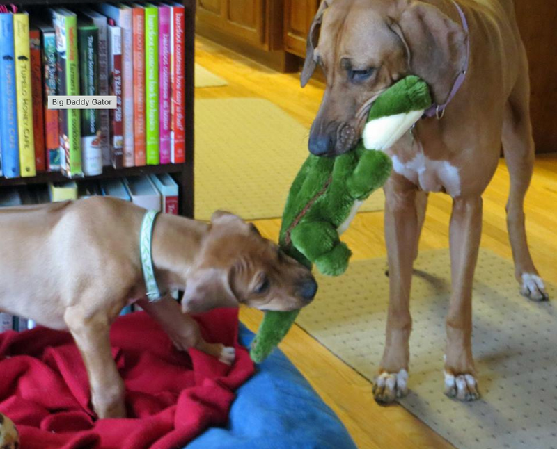 Load image into Gallery viewer, Fluff & Tuff Big Daddy Gator 23''