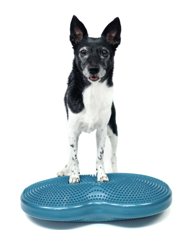 Load image into Gallery viewer, FitPAWS Duo Disc (24" x 13" x 3")