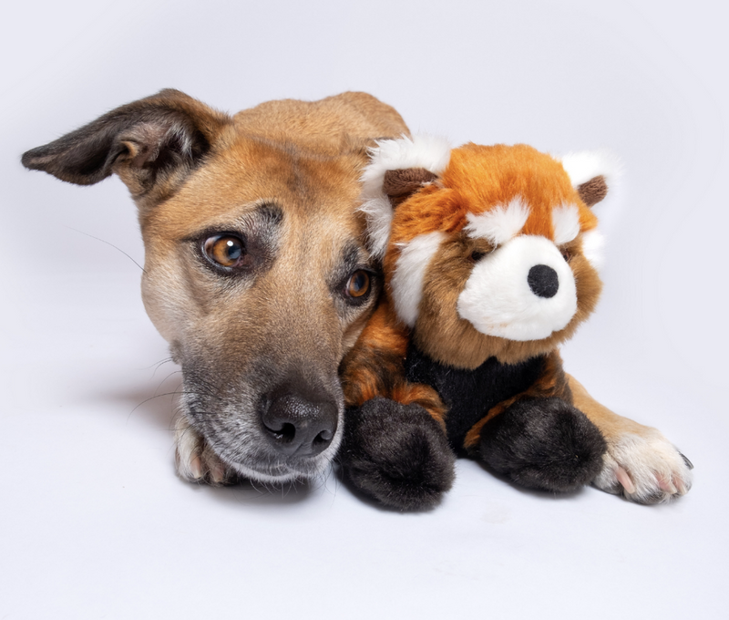 Load image into Gallery viewer, Fluff & Tuff Archie Red Panda 12''
