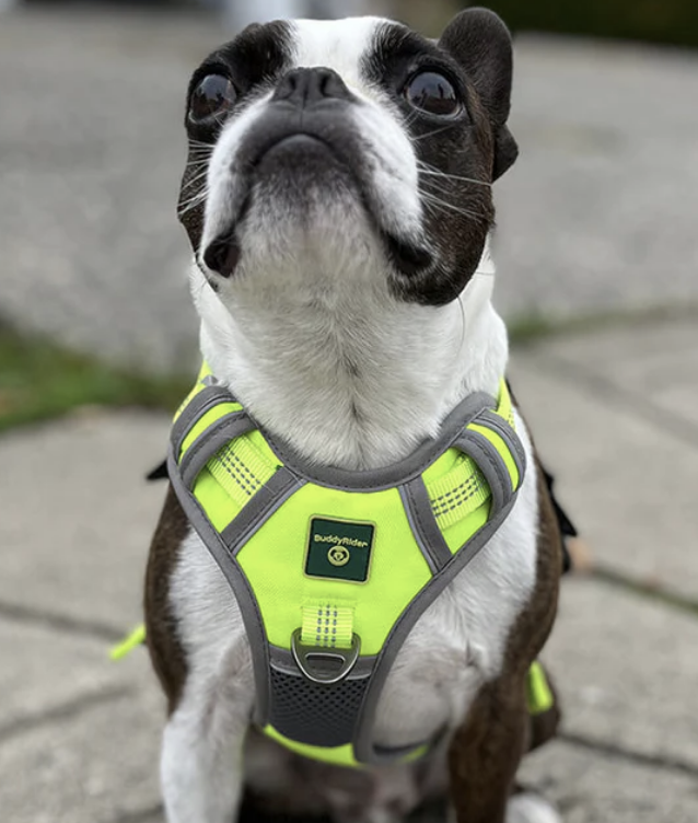 Load image into Gallery viewer, BuddyRider Harness Red