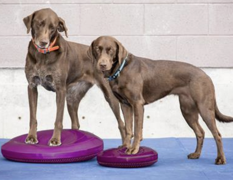 Load image into Gallery viewer, FitPAWS Balance Disc