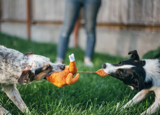 Load image into Gallery viewer, PLAY Holiday Turkey Roast