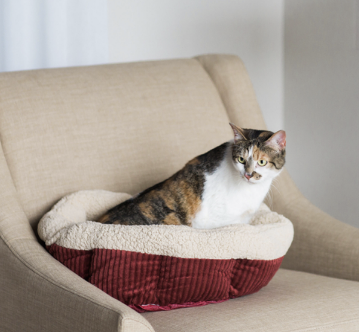 Load image into Gallery viewer, Aspen Pet Self Warming Oval Lounger Bed Red & Cream 19"