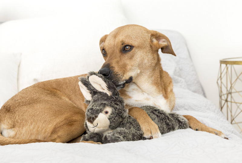 Load image into Gallery viewer, Fluff & Tuff Walter Rabbit 12'' - Discover Dogs