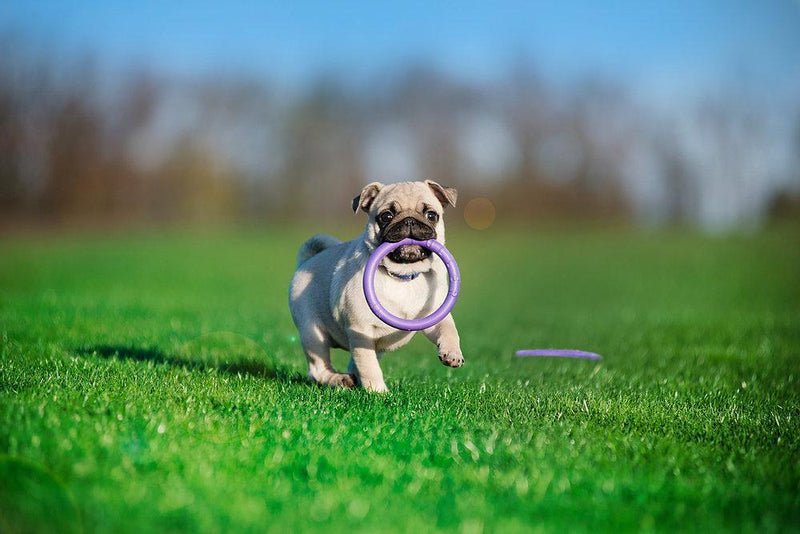 Load image into Gallery viewer, Puller - Discover Dogs