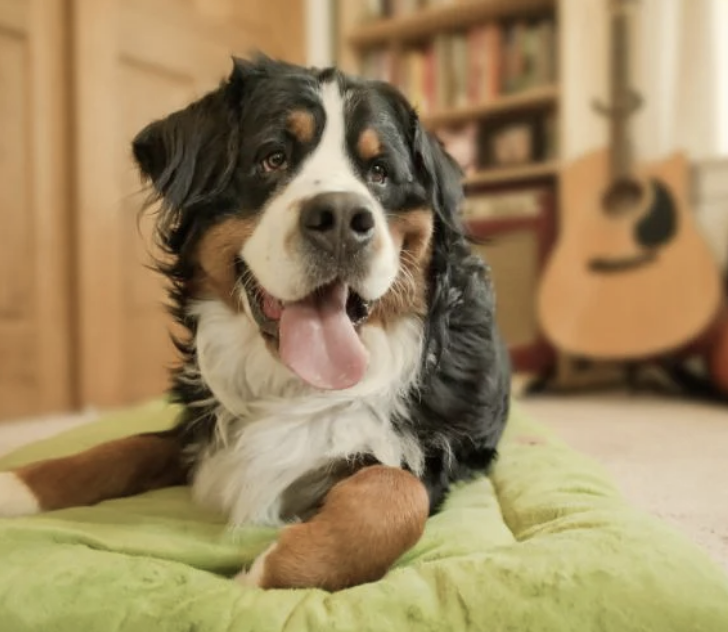 Load image into Gallery viewer, PLAY Chill Pad Aqua