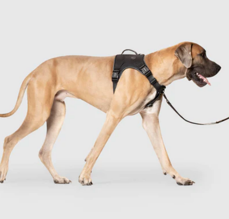 Load image into Gallery viewer, Canada Pooch Core Complete Control Harness
