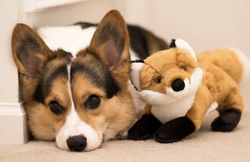 Load image into Gallery viewer, Fluff & Tuff Hendrix Fox 12''