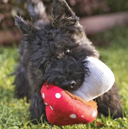 Load image into Gallery viewer, PLAY Blooming Buddies Mutt Mushroom