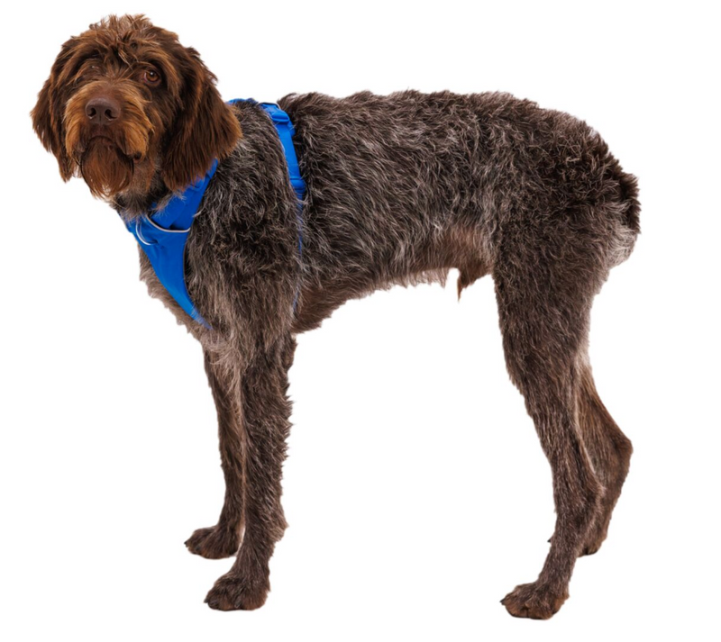 Load image into Gallery viewer, Ruffwear Front Range Harness Blue Pool