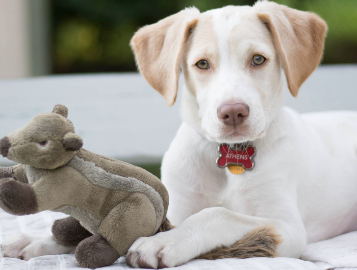Load image into Gallery viewer, Fluff & Tuff Peanut Chipmunk 8''