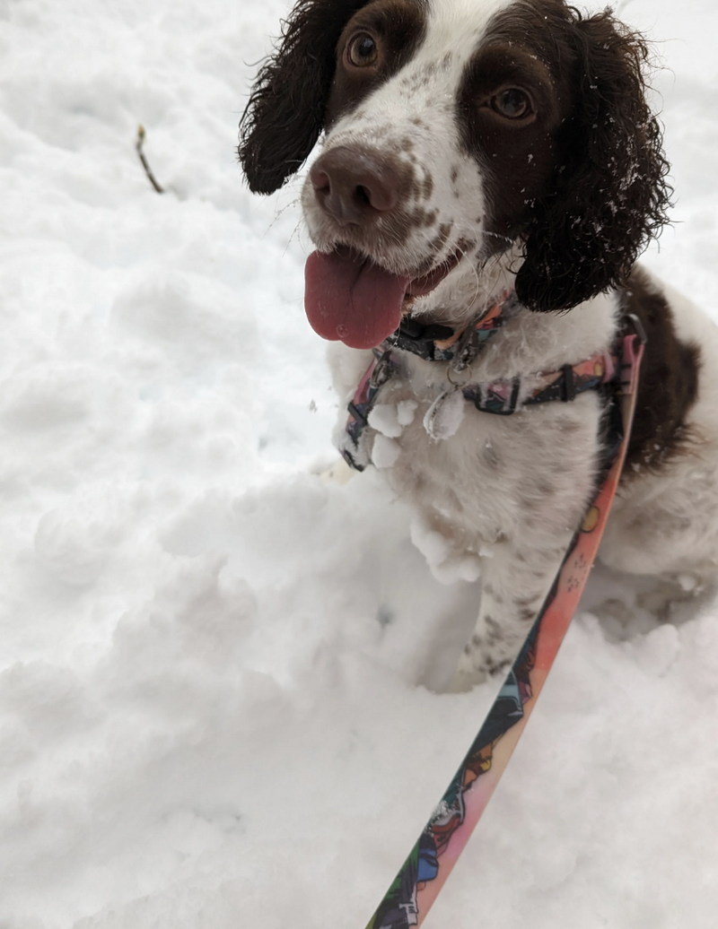 Load image into Gallery viewer, Woof & Stuff Waterproof Hands Free Urban Leash - Discover Dogs