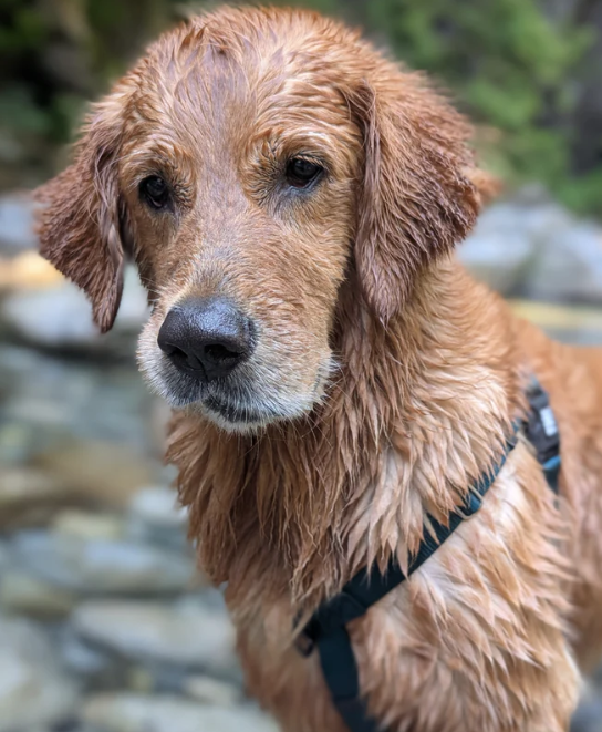 Load image into Gallery viewer, Woof & Stuff Basecamp Harness Gray