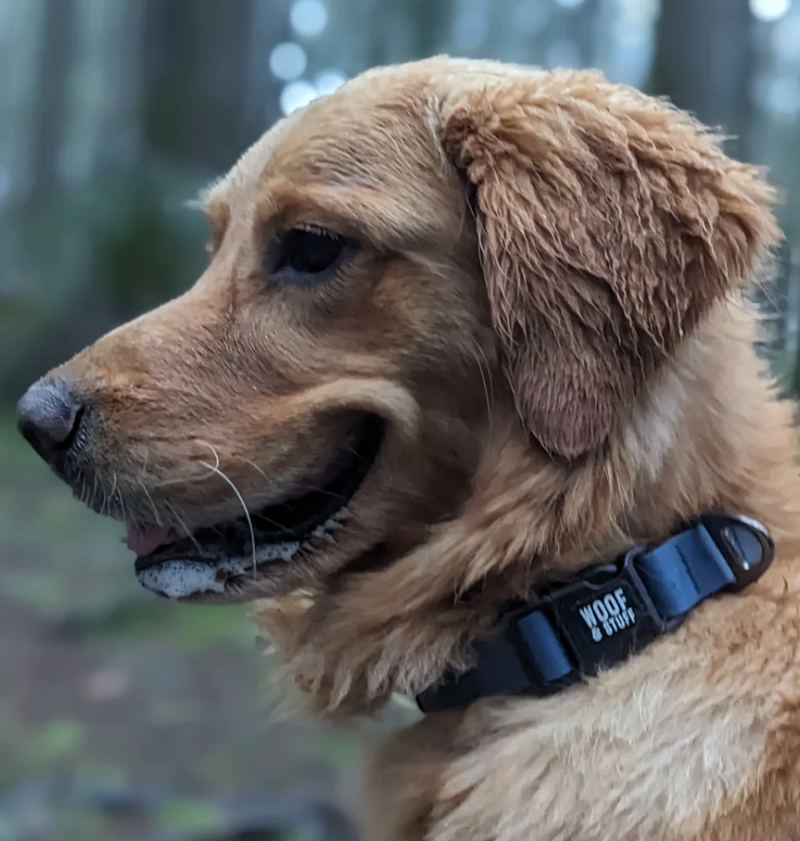 Load image into Gallery viewer, Woof & Stuff Blueberry Waterproof Collar - Discover Dogs