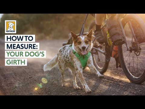 Load image into Gallery viewer, Ruffwear Vert Jacket Blue Pool - Discover Dogs
