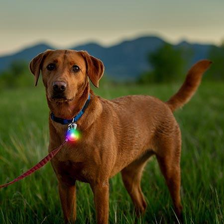 Load image into Gallery viewer, Nite Ize SpotLit Rechargeable Collar Light Jewel