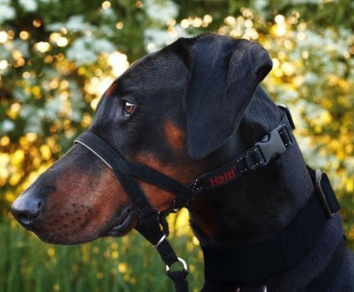 Load image into Gallery viewer, Halti Head Collar - Discover Dogs