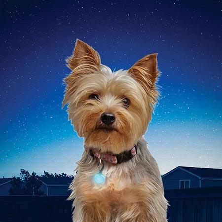 Load image into Gallery viewer, Nite Ize PetLit Jewel Light