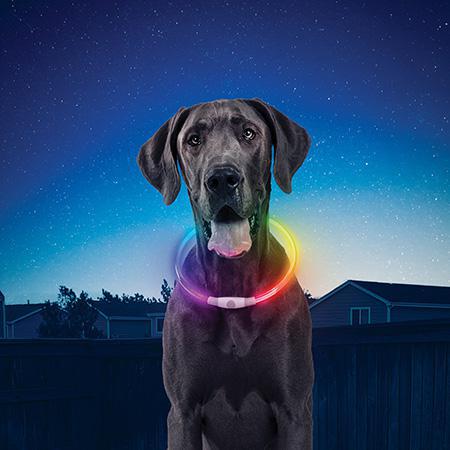 Nite glow dog sales harness