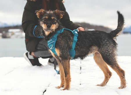 Load image into Gallery viewer, RC Momentum Harness Black - Discover Dogs Online