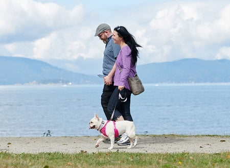 Load image into Gallery viewer, RC Momentum Harness Black - Discover Dogs Online