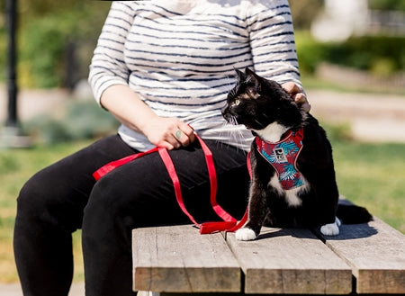 Load image into Gallery viewer, RC Adventure Kitty Harness Teal