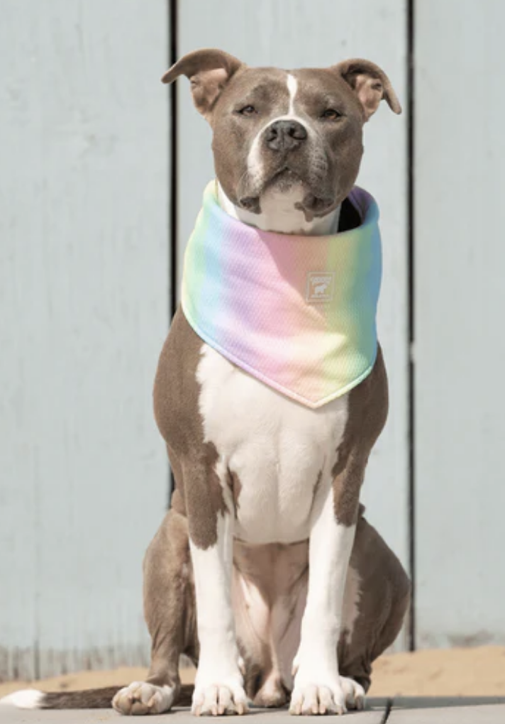 Load image into Gallery viewer, Canada Pooch Cooling Bandana Rainbow