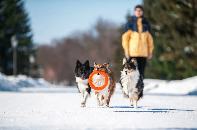Load image into Gallery viewer, PitchDog Ring 8'' (20cm) Medium - Discover Dogs