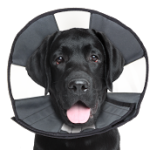 Load image into Gallery viewer, Zenpet Zencone - Discover Dogs