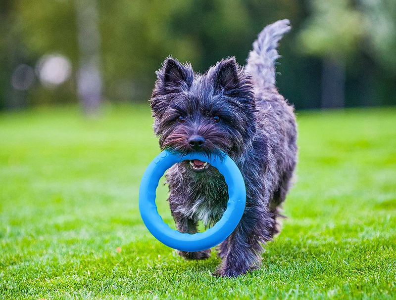 Load image into Gallery viewer, PitchDog Ring 7'' (17cm) Small - Discover Dogs