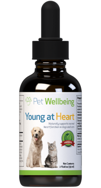 PW Young At Heart - Discover Dogs Online