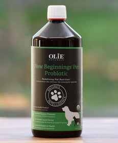 Olie New Beginnings - Discover Dogs Online
