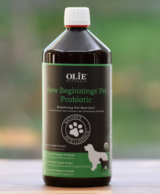 Olie New Beginnings - Discover Dogs Online