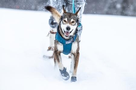 Load image into Gallery viewer, RC Pets Arctic Boot