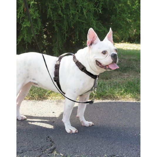 PetSafe 3 in 1 Harness Black - Discover Dogs