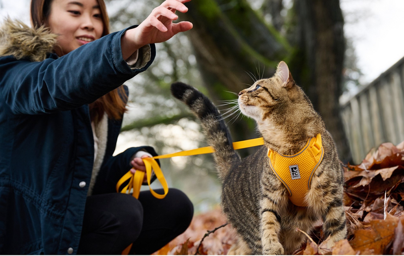 Load image into Gallery viewer, RC Adventure Kitty Harness Daisies - Discover Dogs