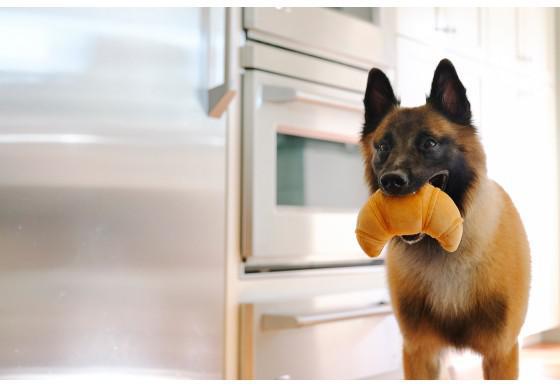 Load image into Gallery viewer, PLAY Barking Brunch Croissant - Discover Dogs