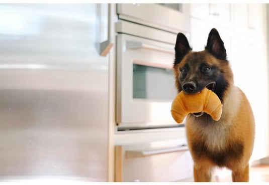 PLAY Barking Brunch Croissant - Discover Dogs