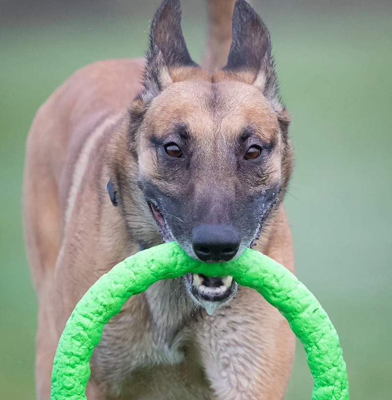 Load image into Gallery viewer, PitchDog Ring 11'' (30cm) Large - Discover Dogs