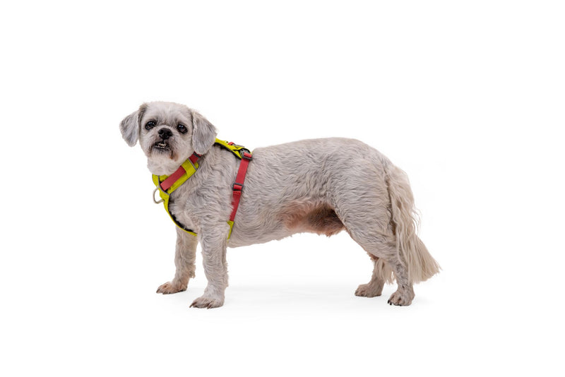 Load image into Gallery viewer, Ruffwear Hi & Light Harness Lichen Green