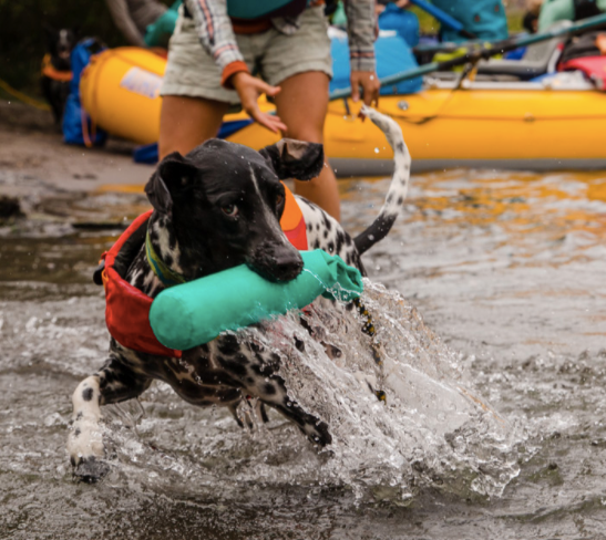 Load image into Gallery viewer, Ruffwear Lunker - Discover Dogs