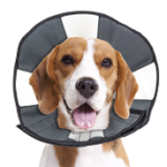 Load image into Gallery viewer, Zenpet Zencone - Discover Dogs
