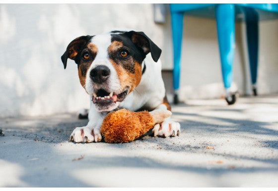 Load image into Gallery viewer, PLAY Fried Chicken - Discover Dogs Online