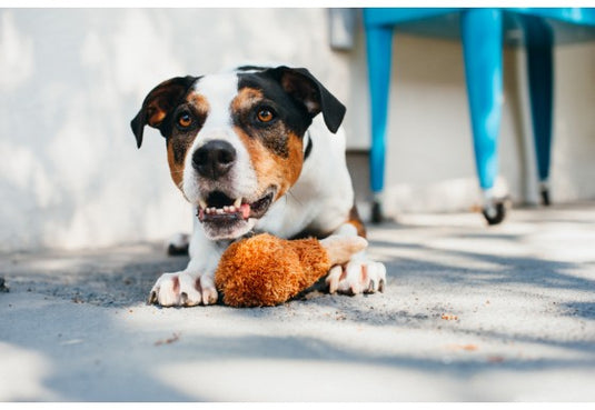 PLAY Fried Chicken - Discover Dogs Online